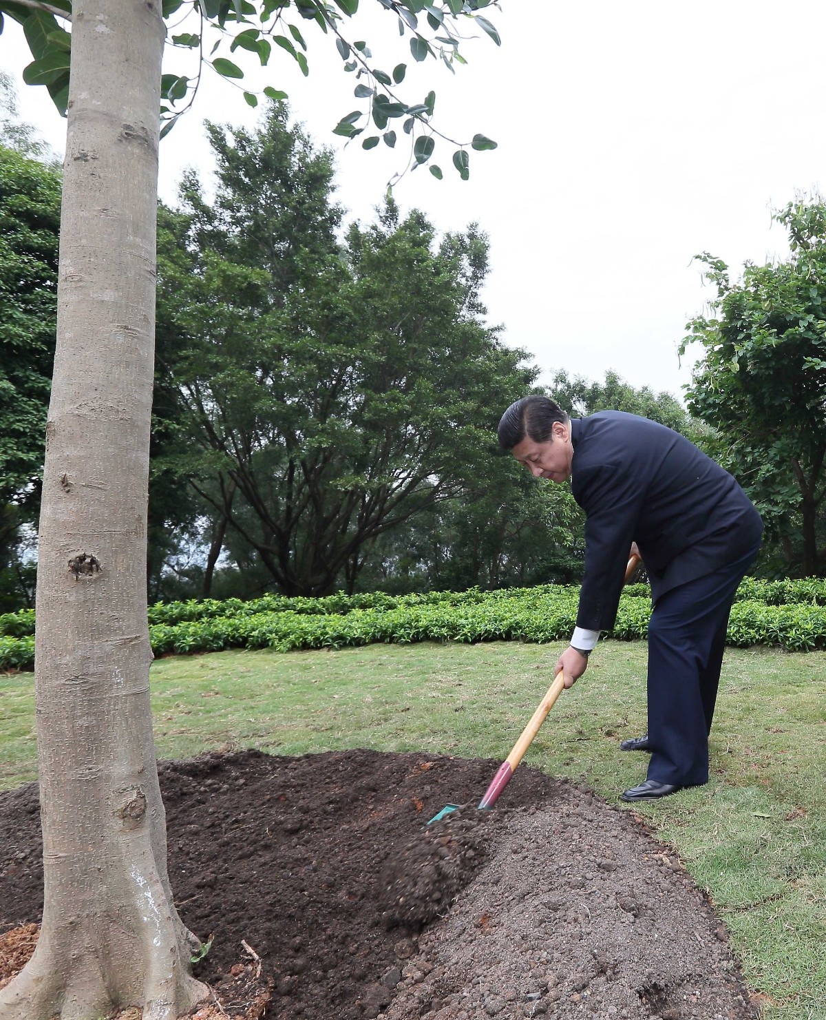 2012年12月8日，習近平在深圳蓮花山公園種下一棵高山榕樹。